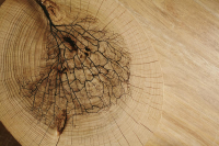 16650460752048-cottodestebodenkerliteforest33x300rovere5plus330x3000x55