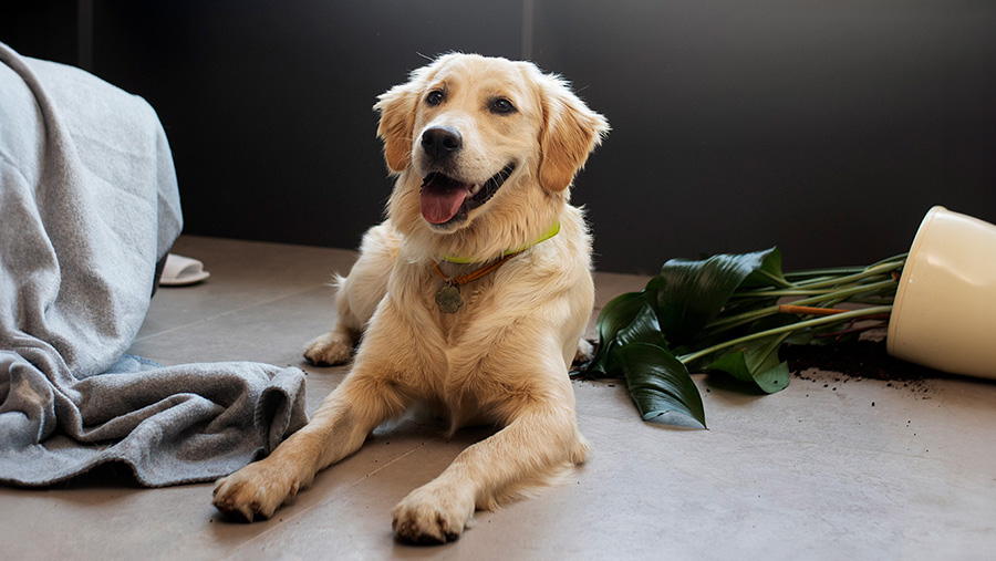 Foto von kratzfesten Fliesen für Hunde, Katzen und Haustiere